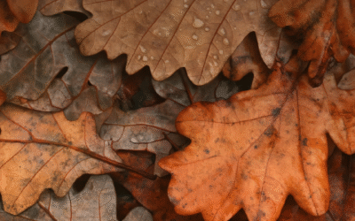 Turn Autumn Opportunities into Room Bookings