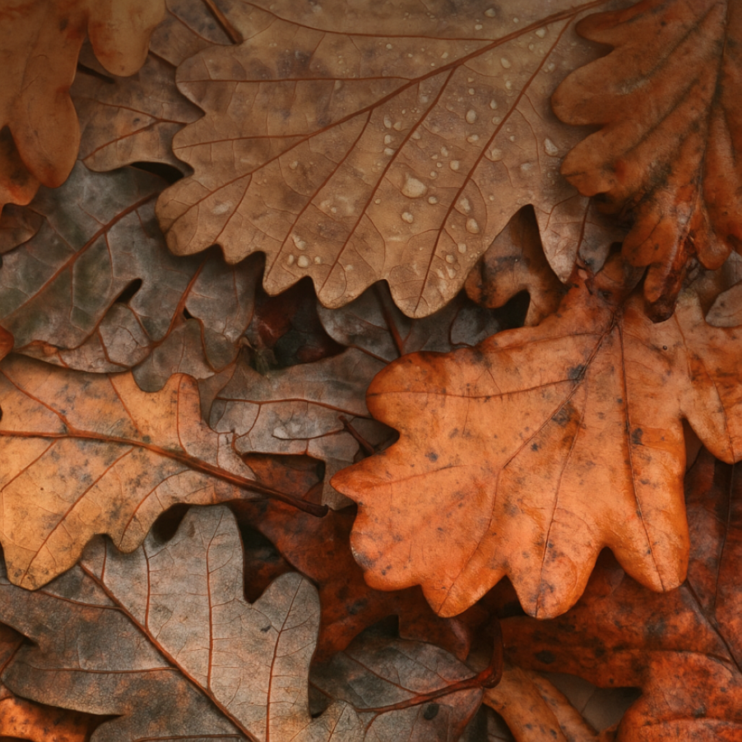 Autumn Image